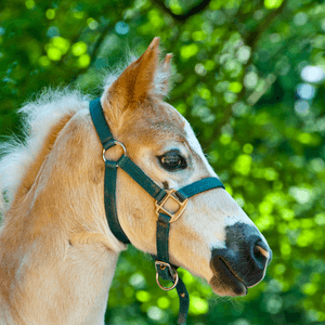 Fohlenhalfter
