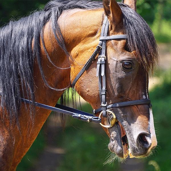 Ausbinder und Hilfszügel - Kopie