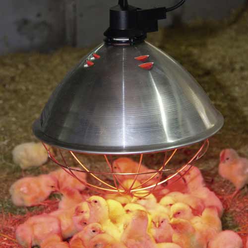 Kücken unter Aufzuchtlampe