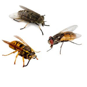 Insekten
