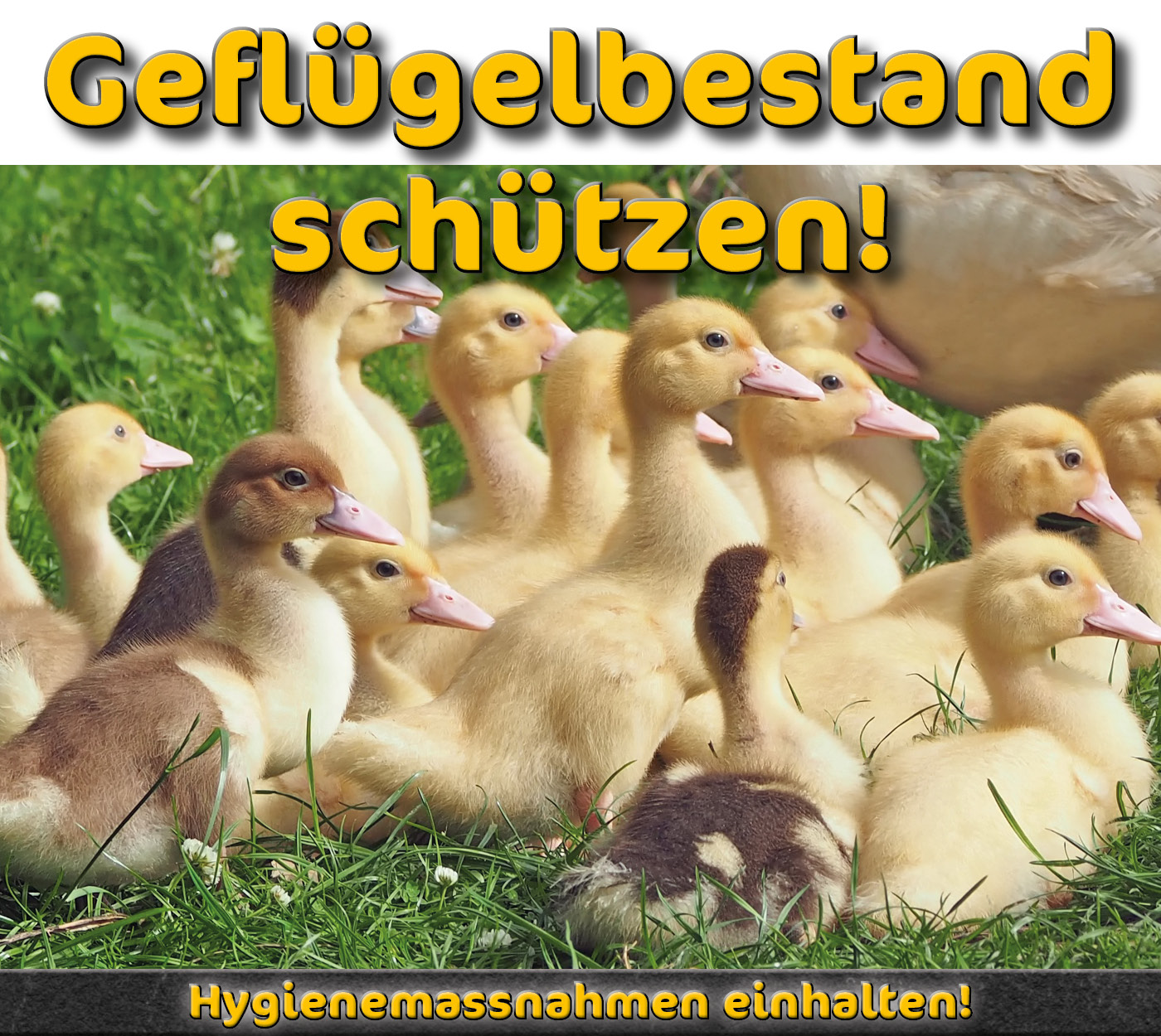 |default:Geflügelpest|default:.NAME