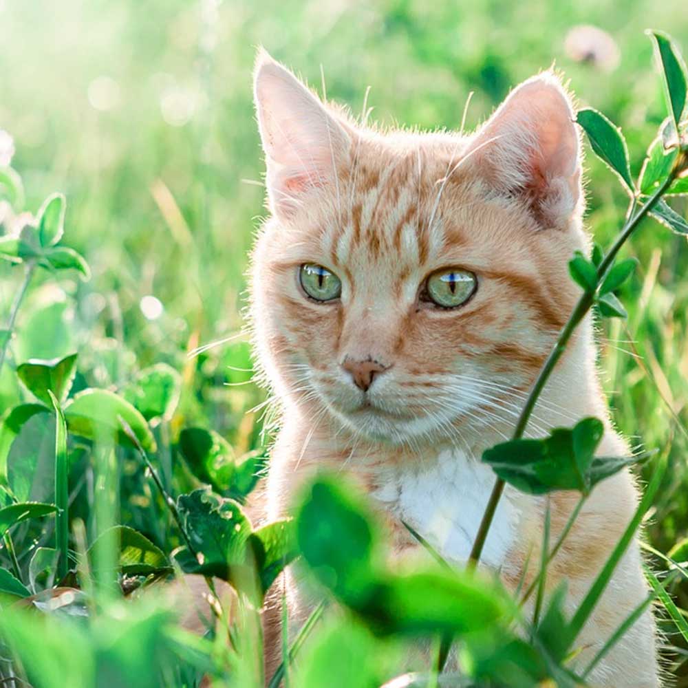 Alles rund um Katzen hier günstig im vom BramaWest
