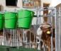 Preview: CalfHouse Premium XXL mit Umzäunung