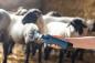 Preview: FarmClipper für Schafe Akku2