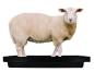 Preview: Klauenwanne SuperKombi Mini für Schafe