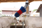 Preview: Kratzbürste HAPPYCOW FlexiSwing