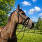 Preview: Trense Sparkle am Pferdekopf