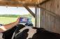 Preview: Anwendungsbeispiel MuscaBlock Rind