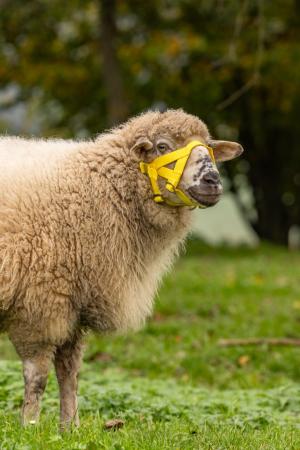 Schaf mit Schafhalfter