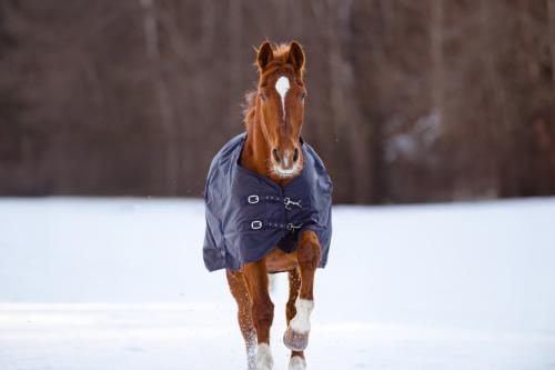 Winterdecke RugBe IceProtect 100