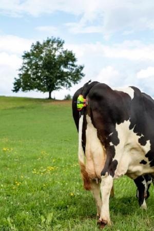 Moocall Abkalbemelder