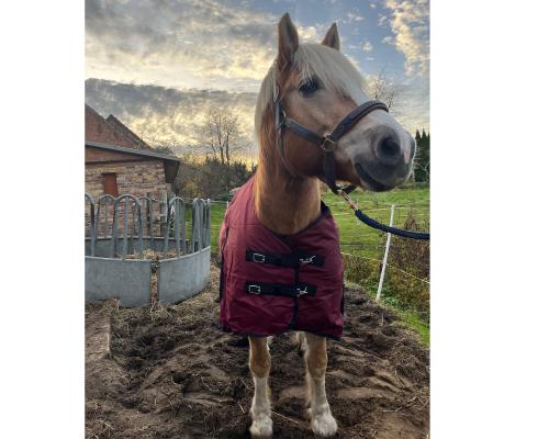 Winterdecke Red Winter - 1680D - 200g