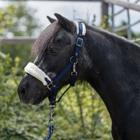 Halfter -Mia- für Shettys und kleine Ponys