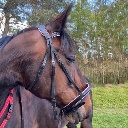 Trense Sparkle am Pferdekopf