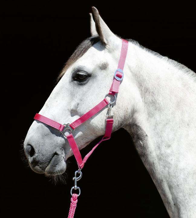 HKM Halfter „Stars Economy Softice“ – Rosa