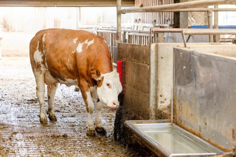 Kratzbürste Beispielfoto