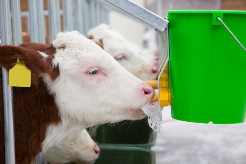 CalfHouse Premium XXL mit Umzäunung
