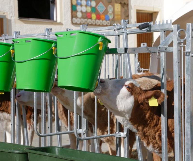 CalfHouse Premium XXL mit Umzäunung