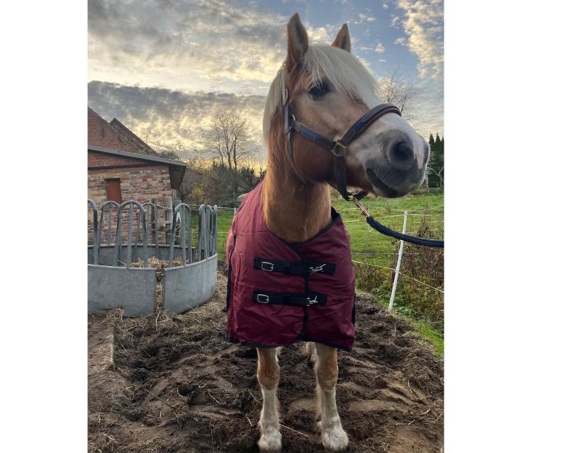 Winterdecke Red Winter - 1680D - 200g