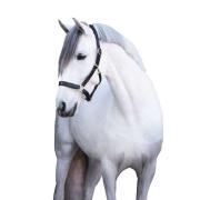 Lederhalfter 
