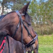 Trense Sparkle am Pferdekopf